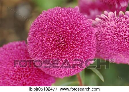 Stock Photo - Chinese (Aster), Biedermeier brilliant pink (Callistephus chinensis, Callistephus sinensis chinensis). Fotosearch