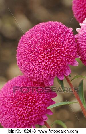 Stock Photo - Chinese (Aster), Biedermeier brilliant pink (Callistephus chinensis, Callistephus sinensis chinensis). Fotosearch