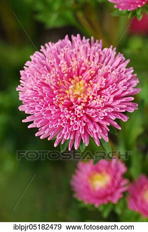 Stock Photo - Chinese (Aster), Biedermeier pink (Callistephus chinensis, Callistephus sinensis chinensis). Fotosearch