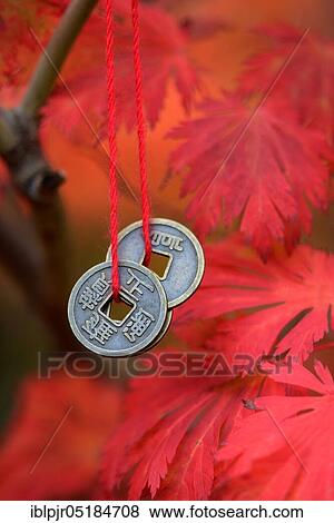 Chinese lucky coins on maple tree View Large Photo Image Stock Photo - Chinese lucky coins on maple tree. Fotosearch