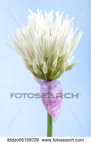 Chive (Allium schoenoprasum), Elbe variety, white chives View Large Photo Image Stock Photograph - Chive (Allium schoenoprasum), Elbe variety, white chives. Fotosearch
