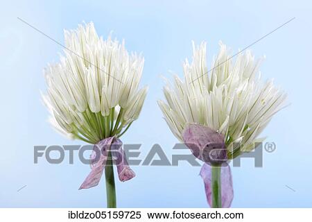 Chive (Allium schoenoprasum), Elbe variety, white chives View Large Photo Image Stock Photography - Chive (Allium schoenoprasum), Elbe variety, white chives. Fotosearch