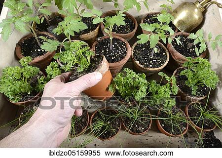 Chive (Allium schoenoprasum), parsley (Petroselinum crispum), tomatoes (Solanum lycopersicum), plant cultivation View Large Photo Image Stock Photography - Chive (Allium schoenoprasum), parsley (Petroselinum crispum), tomatoes (Solanum lycopersicum), plant cultivation. Fotosearch