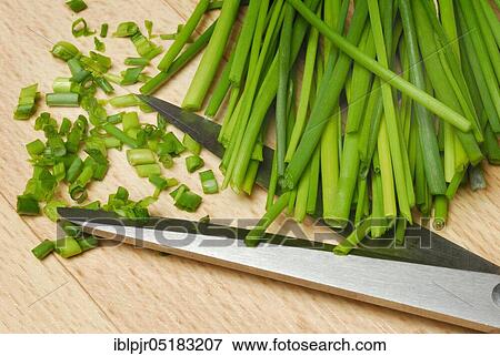 Stock Photo - Chive cut into rolls with kitchen scissors (Allium schoenoprasum). Fotosearch