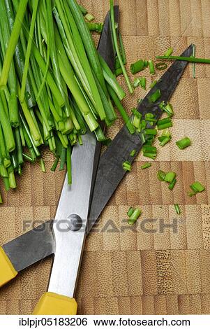 Stock Photograph - Chive cut into rolls with kitchen scissors (Allium schoenoprasum). Fotosearch