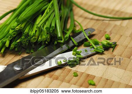 Stock Photography - Chive cut into rolls with kitchen scissors (Allium schoenoprasum). Fotosearch