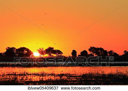 Chobe River at sunset, Kasane, Chobe River, Chobe River National Park, Botswana, Africa View Large Photo Image Stock Photo - Chobe River at sunset, Kasane, Chobe River, Chobe River National Park, Botswana, Africa. Fotosearch