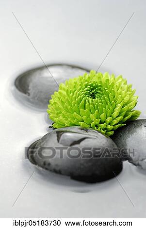 Chrysanthemum and stones in water View Large Photo Image Stock Image - Chrysanthemum and stones in water. Fotosearch