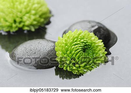 Chrysanthemum and stones in water View Large Photo Image Stock Photo - Chrysanthemum and stones in water. Fotosearch