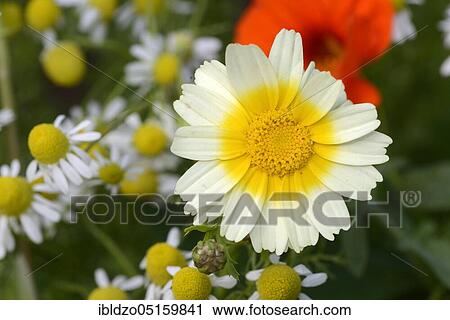 Chrysanthemum (Chrysanthemum coronarium (Chrysanthemum coronarium) View Large Photo Image Stock Image - Chrysanthemum (Chrysanthemum coronarium (Chrysanthemum coronarium). Fotosearch
