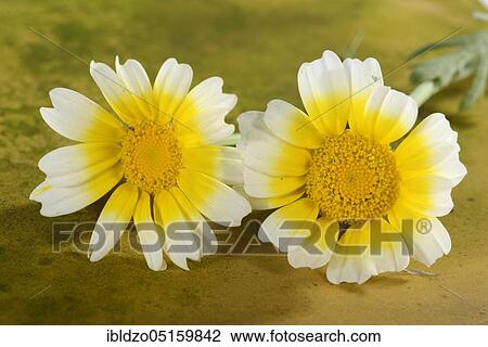 Stock Image - Chrysanthemum (Chrysanthemum coronarium (Chrysanthemum coronarium). Fotosearch