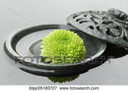 Chrysanthemum in bowl with water View Large Photo Image Stock Photo - Chrysanthemum in bowl with water. Fotosearch