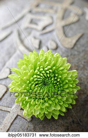 Chrysanthemum on Chinese character View Large Photo Image Stock Image - Chrysanthemum on Chinese character. Fotosearch