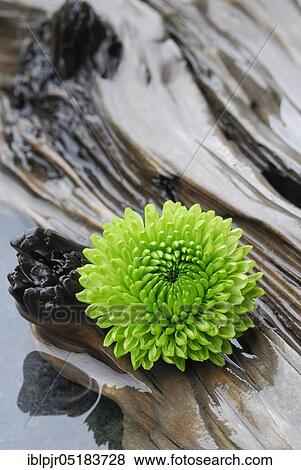 Chrysanthemum on weathered wood View Large Photo Image Stock Photo - Chrysanthemum on weathered wood. Fotosearch
