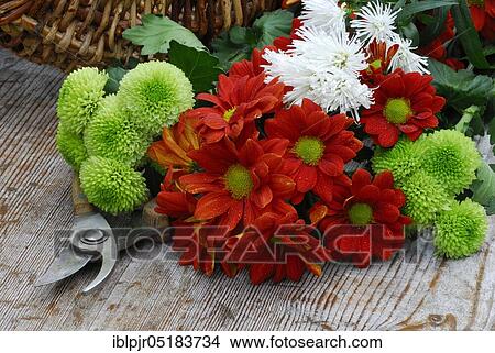 Chrysanthemums on wooden board View Large Photo Image Picture - Chrysanthemums on wooden board. Fotosearch