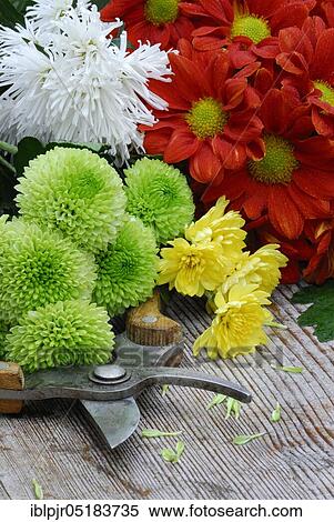 Chrysanthemums on wooden board View Large Photo Image Stock Photography - Chrysanthemums on wooden board. Fotosearch