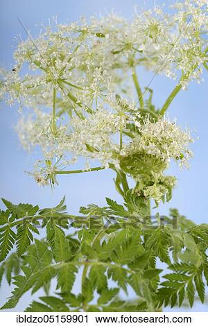 Cicely (Myrrhis odorata) View Large Photo Image Stock Image - Cicely (Myrrhis odorata). Fotosearch