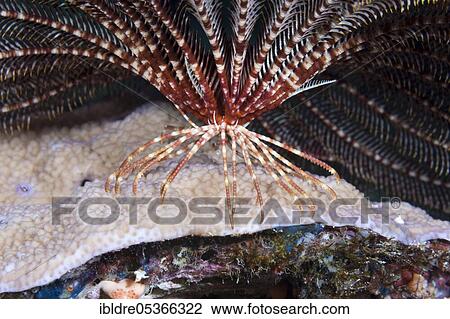 Cirrus of a hairy star, Lamprometra palmata, Russell Islands, Solomon Islands, Oceania View Large Photo Image Stock Image - Cirrus of a hairy star, Lamprometra palmata, Russell Islands, Solomon Islands, Oceania. Fotosearch