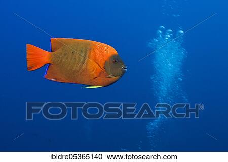 Clarion Angelfish (Holacanthus clarionensis), San Benedicto, Revillagigedo Islands, Mexico, Central America View Large Photo Image Stock Image - Clarion Angelfish (Holacanthus clarionensis), San Benedicto, Revillagigedo Islands, Mexico, Central America. Fotosearch