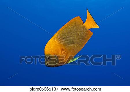 Clarion Angelfish (Holacanthus clarionensis), San Benedicto, Revillagigedo Islands, Mexico, Central America View Large Photo Image Stock Photo - Clarion Angelfish (Holacanthus clarionensis), San Benedicto, Revillagigedo Islands, Mexico, Central America. Fotosearch