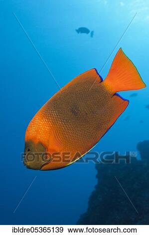 Clarion Angelfish (Holacanthus clarionensis), San Benedicto, Revillagigedo Islands, Mexico, Central America View Large Photo Image Stock Photo - Clarion Angelfish (Holacanthus clarionensis), San Benedicto, Revillagigedo Islands, Mexico, Central America. Fotosearch