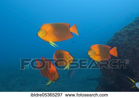 Stock Photo - Clarion angelfishes (Holacanthus clarionensis), San Benedicto, Revillagigedo Islands, Mexico, Central America. Fotosearch