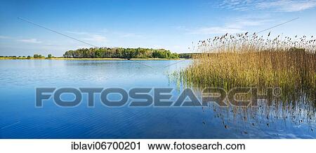 Clear lake with reed belt, Rödliner See, near Neustrelitz, Mecklenburg-Western Pomerania, Germany, Europe View Large Photo Image Stock Image - Clear lake with reed belt, Rödliner See, near Neustrelitz, Mecklenburg-Western Pomerania, Germany, Europe. Fotosearch