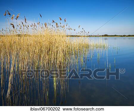 Clear lake with reeds, Rödliner See, near Neustrelitz, Mecklenburg-Western Pomerania, Germany, Europe View Large Photo Image Stock Image - Clear lake with reeds, Rödliner See, near Neustrelitz, Mecklenburg-Western Pomerania, Germany, Europe. Fotosearch