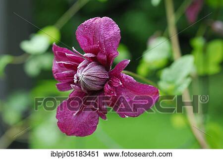 Stock Image - (Clematis) viticella, variety Purpurea Plena Elegans. Fotosearch