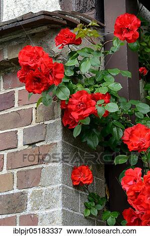 Stock Photo - Climbing Rose. Fotosearch