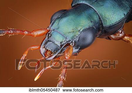Stock Photo - Close-up of a ground beetle (Anchomenus dorsalis) with metallic shiny chitin armour. Fotosearch