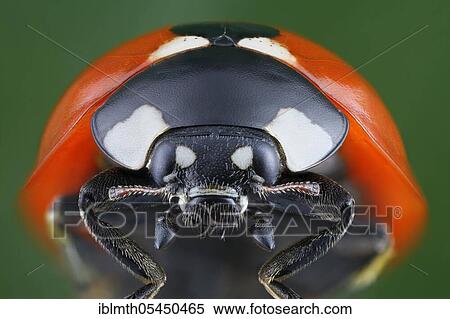 Stock Photography - Close-up of a ladybird (Coccinella septempunctata) in frontal view. Fotosearch