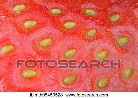 Close-up of a ripe strawberry View Large Photo Image Stock Photo - Close-up of a ripe strawberry. Fotosearch