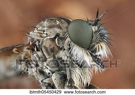 Close-up of a robber fly (Tolmerus atricapillus) View Large Photo Image Stock Photo - Close-up of a robber fly (Tolmerus atricapillus). Fotosearch
