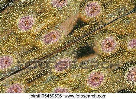 Stock Photograph - Close-up of the deck wings of a ground beetle (Elaphrus riparius). Fotosearch
