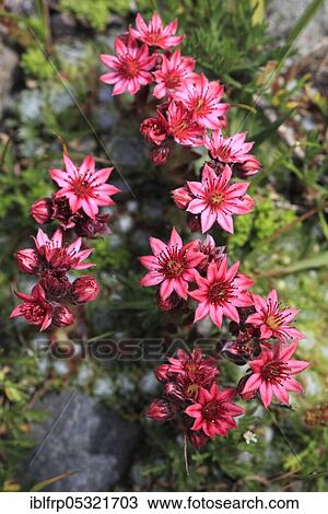 Stock Image - Cobweb houseleek ( Sempervivum arachnoideum) Switzerland. Fotosearch