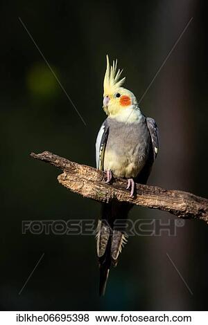 Cockatiel (Nymphicus hollandicus) on branch, captive, occurrence Australia View Large Photo Image Stock Photo - Cockatiel (Nymphicus hollandicus) on branch, captive, occurrence Australia. Fotosearch
