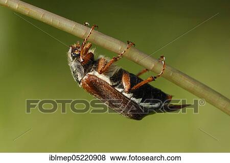 Cockchafer (Melolontha melolontha) on dandelion stem View Large Photo Image Stock Photo - Cockchafer (Melolontha melolontha) on dandelion stem. Fotosearch