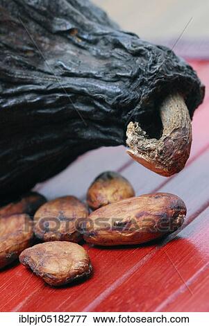 Cocoa beans (Theobroma cacao), cocoa, cocoa bean View Large Photo Image Stock Photo - Cocoa beans (Theobroma cacao), cocoa, cocoa bean. Fotosearch