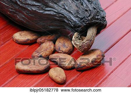 Stock Photo - Cocoa beans (Theobroma cacao), cocoa, cocoa bean. Fotosearch