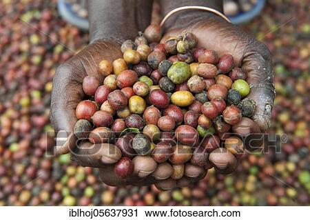 Stock Image - Coffee (Coffea sp. ) crop, hands holding unshelled coffee beans, Uganda, Africa. Fotosearch