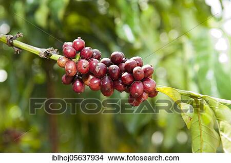 Coffee (Coffea sp. ) crop, ripe coffee beans ready for picking, Uganda, Africa View Large Photo Image Picture - Coffee (Coffea sp. ) crop, ripe coffee beans ready for picking, Uganda, Africa. Fotosearch