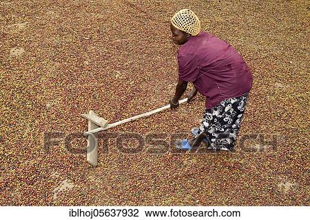 Coffee (Coffea sp. ) crop, woman drying unshelled coffee beans on floor outside house, Uganda, Africa View Large Photo Image Stock Image - Coffee (Coffea sp. ) crop, woman drying unshelled coffee beans on floor outside house, Uganda, Africa. Fotosearch