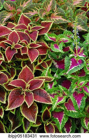Stock Image - Coleus nettle (Solenostemon scutellarioides) Leaf, leaves, plants, garden plants, Lamiaceae (Lamiaceae) Labiatae, ornamental plants, colourful. Fotosearch