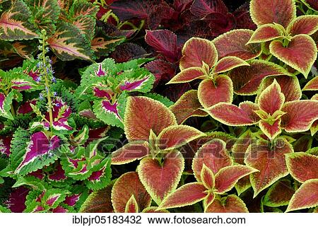 Stock Image - Coleus nettle (Solenostemon scutellarioides) Leaf, leaves, plants, garden plants, Lamiaceae (Lamiaceae) Labiatae, ornamental plants, colourful. Fotosearch