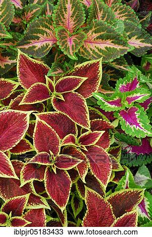 Coleus nettle (Solenostemon scutellarioides) Leaf, leaves, plants, garden plants, Lamiaceae (Lamiaceae) Labiatae, ornamental plants, colourful View Large Photo Image Stock Image - Coleus nettle (Solenostemon scutellarioides) Leaf, leaves, plants, garden plants, Lamiaceae (Lamiaceae) Labiatae, ornamental plants, colourful. Fotosearch