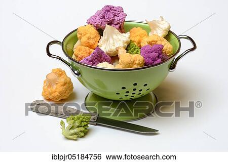 Coloured Cauliflower ( Braßica oleracea var. botrytis) in draining sieve ( Braßica oleracea, var. botrytis) View Large Photo Image Stock Photograph - Coloured Cauliflower ( Braßica oleracea var. botrytis) in draining sieve ( Braßica oleracea, var. botrytis). Fotosearch