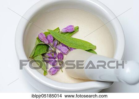 Comfrey ( Symphytum officinale) View Large Photo Image Picture - Comfrey ( Symphytum officinale). Fotosearch