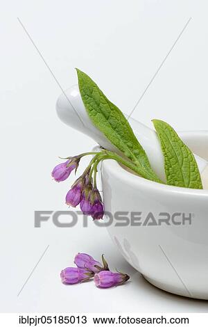 Comfrey ( Symphytum officinale) View Large Photo Image Stock Image - Comfrey ( Symphytum officinale). Fotosearch