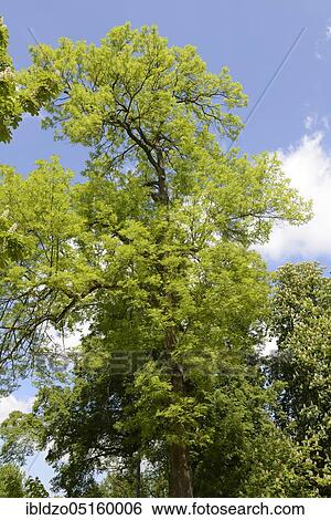 Common ash, Common ash (Fraxinus excelsior) View Large Photo Image Stock Photograph - Common ash, Common ash (Fraxinus excelsior). Fotosearch